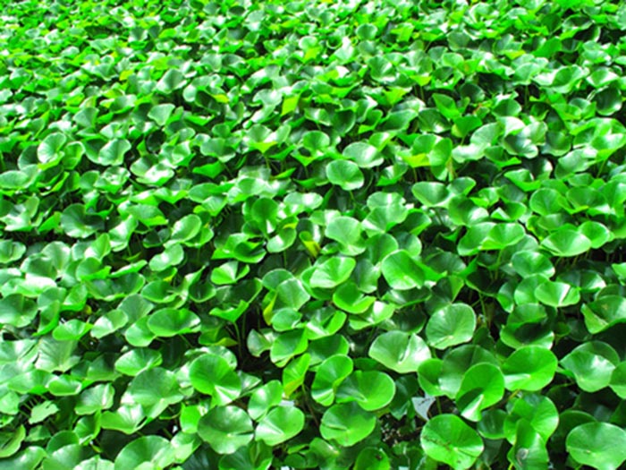 浮水植物水葫芦